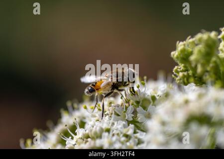 Schwebfliege (Ordnung Diptera) am Double Lock (Exeter Ship Canal), Devon, UK Stockfoto