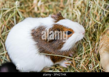 Porträt eines Meerschweinchens. Nahaufnahme des Tieres. Stockfoto