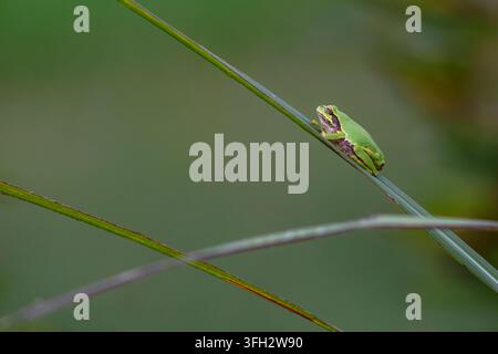 Grüner Baumfrosch ruht auf einem schlanken Grashalm Stockfoto