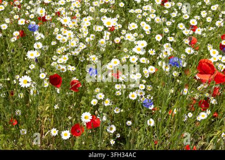 Künstliche Wildblumenwiese an der Ecke Vicarage Road und Moulsham Lane, Yateley, mit Mohnblumen, Großer Korbblume und blauen Kornblumen Stockfoto