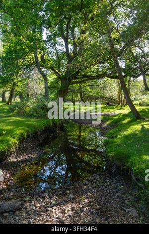 Dockens-Wasserstrom, der durch Apfelbäume in der Nähe von Fritham und Cadman's Pool im New Forest fließt Stockfoto