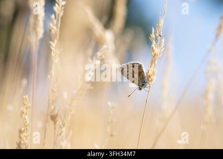 Gemeiner Blauer Polymmatus icarus, Blick auf einen einzelnen weiblichen Schmetterling, der auf einem getrockneten Grashalm in einem Graslandhabitat ruht, Nottinghamshire, UK, Juli Stockfoto