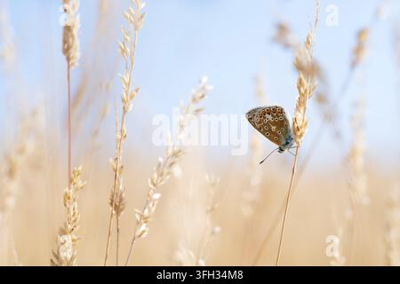 Gemeiner Blauer Polymmatus icarus, Blick auf einen einzelnen weiblichen Schmetterling, der auf einem getrockneten Grashalm in einem Graslandhabitat ruht, Nottinghamshire, UK, Juli Stockfoto