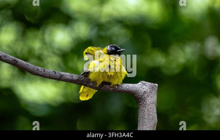 Jugendlicher Orientalischer Magpie-Robin auf sonnigem Baumstumpf Stockfoto