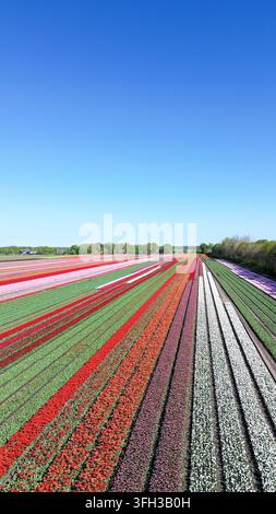 Lebendiges Feld mit roten, weißen und lila Tulpen, Perspektive, Frühling Stockfoto