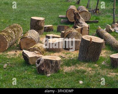 gesägte und gefällte große Stücke und Baumstämme von alten Bäumen Stockfoto