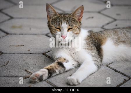 Fotografie einer entspannten Kalikokatze, die auf einem sechseckigen gepflasterten Terrassenboden liegt und ruht. Stockfoto