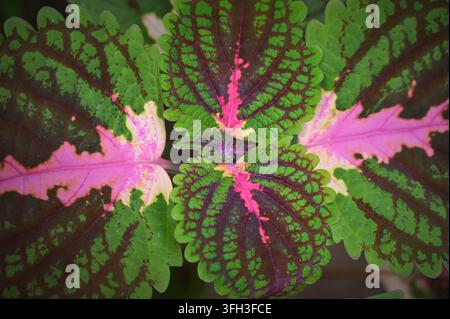Horizontale Nahaufnahme von bunten Coleus-Pflanzenblättern mit auffälligen rosa, grünen und dunkelvioletten Adermustern. Stockfoto