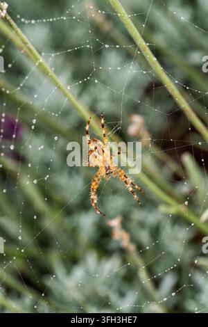 Bauchansicht einer europäischen Gartenspinnerin (Araneus diadematus), die in der Mitte ihres nassen Radnetzes mit Tautropfen ruht, Makrofotografie. Stockfoto