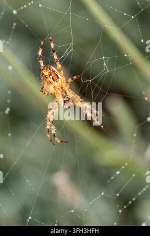 Bauchansicht einer europäischen Gartenspinnerin (Araneus diadematus), die in der Mitte ihres nassen Radnetzes mit Tautropfen ruht, Makrofotografie. Stockfoto