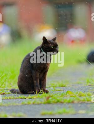 Häusliche schwarze Katze sitzt aufmerksam draußen bei regnerischem Wetter Stockfoto