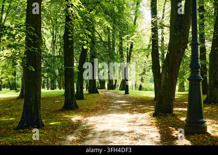 Leerer Pfad, der sich durch einen grünen Park mit hohen Bäumen schlängelt Stockfoto