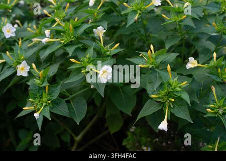 Weiße Vier-Uhr-Blumen (Mirabilis Jalapa) blühen in üppigem grünem Gartenlaub Stockfoto