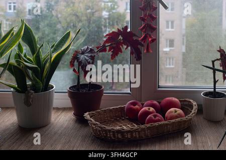 Rote Äpfel in einem Weidenkorb auf der Fensterbank, neben Zimmerpflanzen und in Herbstlicht getaucht. Stockfoto