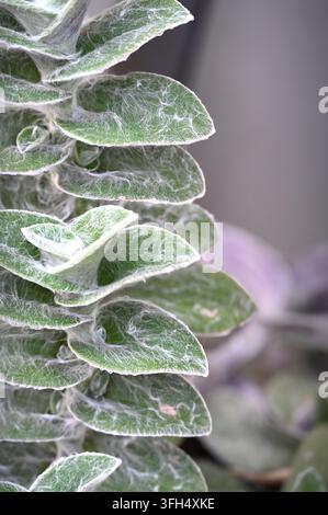 Makrofoto eines Sukkulentenstängels, der gestapelte grüne Blätter zeigt, die mit feinen weißen flauschigen Trichomen und einer netzartigen Textur bedeckt sind. Stockfoto