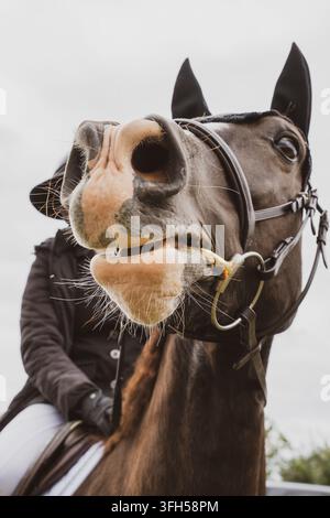 Lustiges Pferd macht ein albernes Gesicht in extremer Nahaufnahme Stockfoto