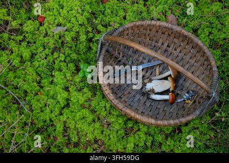 Korb mit Pilzen im Wald Stockfoto