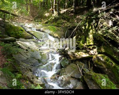 Wasser stürzt über moosbedeckte Felsen entlang des Hylaty-Baches in den Bieszczady-Bergen Stockfoto