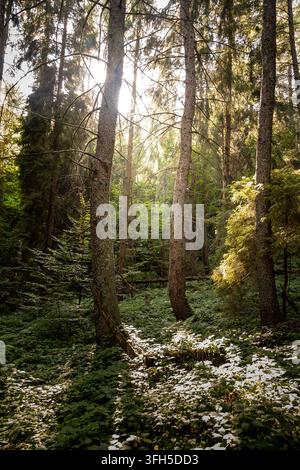 Sonnenlicht dringt durch hohe Bäume in einem dichten Bieszczady-Wald Stockfoto