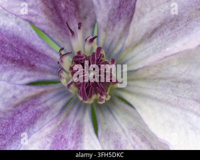 Makro-Nahaufnahme einer zweifarbenen Clematis-Blüte mit helllavendelfarbenen Kelchblättern, einem magentafarbenen Streifen und einem markanten zentralen Büschel violetter Staubblätter. Stockfoto