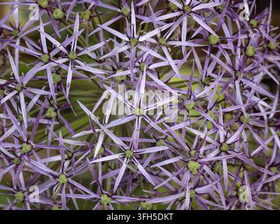 Nahaufnahme von Allium cristophii (Persienstern) mit einem dichten, kugelförmigen Büschel metallischer, silbervioletter, sternförmiger Blütenstand in voller Blüte. Stockfoto