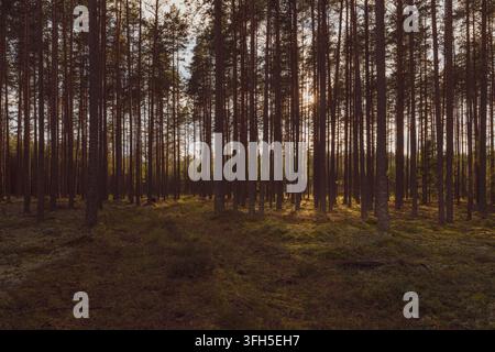Sonnenlicht scheint durch hohe Kiefern in einem friedlichen Wald mit moosbedecktem Boden im warmen Abendlicht Stockfoto