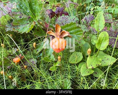 Eine reife orangefarbene Molbeere wächst zwischen grünem Moos und Laub in einer natürlichen Waldlandschaft Stockfoto