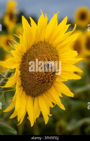 Bumblebee sammelt Pollen auf einer leuchtend gelben Sonnenblume im Sommergarten Stockfoto