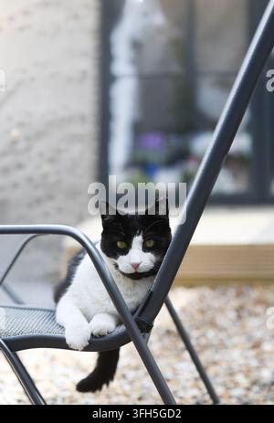 Katze auf Gartenstuhl Stockfoto