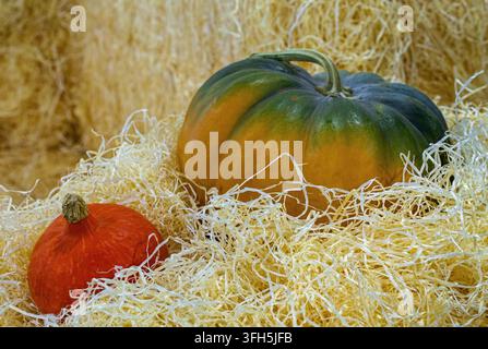 Zwei Kürbisse, einer groß grün und orange und einer klein rot, ruhen in hellem Stroh und bilden ein rustikales Herbsternte-Stillleben mit warmen saisonalen Farben Stockfoto