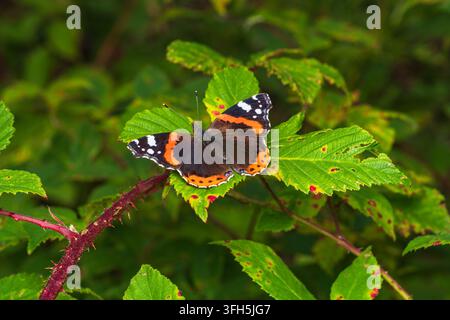 Eine atemberaubende Makroaufnahme eines wunderschönen Admiralfalters (Vanessa atalanta) mit weit ausgebreiteten Flügeln, die sein auffälliges Schwarz, Orange Stockfoto