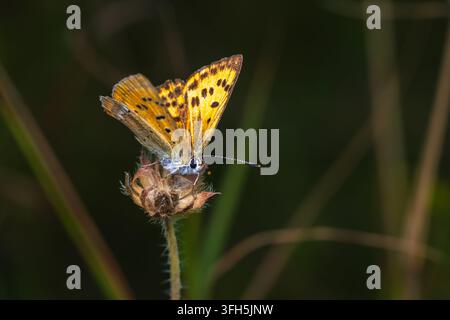 Makroaufnahme eines kleinen Kupferfalken auf einer getrockneten Knospe vor einem unscharfen Hintergrund. Stockfoto