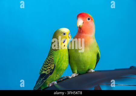 Wellensittich (Melopsittacus undulatus) und Rosenkopfpapagei (Agapornis roseicollis) sitzen auf einem Vogelkäfig, fester blauer Innenhintergrund Stockfoto