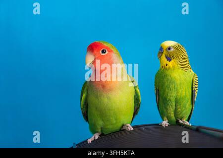 Wellensittich (Melopsittacus undulatus) und Rosenkopf-Papagei (Agapornis roseicollis) blicken von einem Vogelkäfig weg, solider blauer Innenhintergrund Stockfoto