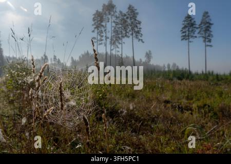 Taubeede Spinnennetz zwischen Wildgräsern auf einer nebligen Waldlichtung an einem sonnigen Herbstmorgen. Stockfoto