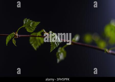 Frischer Birkenzweig mit neu geöffneten grünen Frühlingsblättern vor einem dunklen Hintergrund, fotografiert mit geringer Schärfentiefe und Kopierraum. Stockfoto