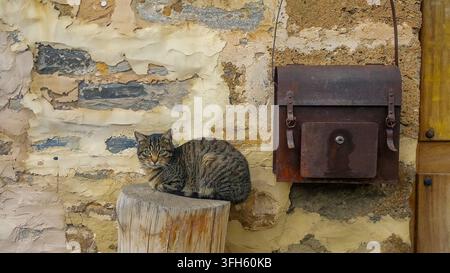 Tabby-Katze ruht auf einem Holzstamm vor einer alten, strukturierten Wand und einem rostigen Briefkasten Stockfoto