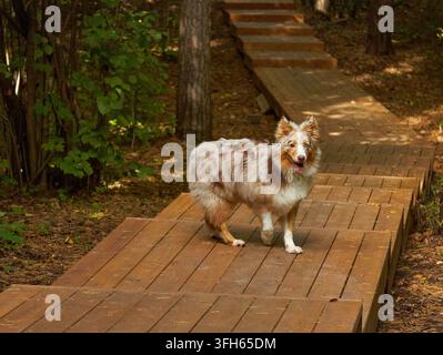 Australischer Schäferhund mit einem einzigartigen Merle-Fell steht auf einem Holzweg, umgeben von üppiger Vegetation und Bäumen in einer natürlichen Außenumgebung Stockfoto