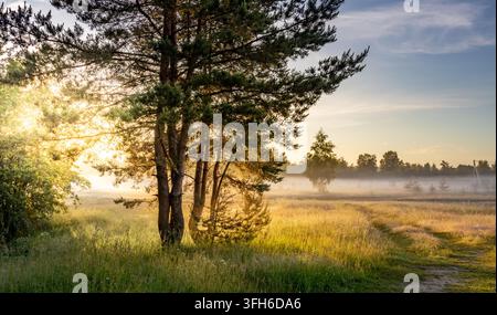 Sonnenlicht dringt durch Kiefern und erhellt die neblige Wiese im Morgengrauen. Goldene Strahlen leuchten durch die Äste und werfen weiches Licht auf Gras und Nebel. Szene Stockfoto