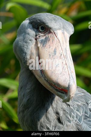 Schuhschnabel, Schuhschnabelstorch, Abu Markub, Schuhschnabel, Bec-en-sabot du Nil, Balaeniceps rex, papucscsőrű madár Stockfoto