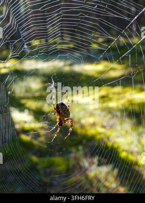 Europäische Gartenspinner, Araneus diadematus, ruht in einem großen sonnenbeschienenen Radnetz, umgeben von grüner Vegetation in einem natürlichen Waldhabitat Stockfoto