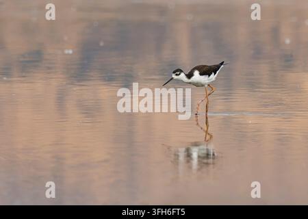 Seitenansicht eines Schwarzhals-Strandläufers (Himantopus mexicanus), der in ruhigem, goldenem Feuchtgebietswasser in Batuco, Chile, läuft und nach Nahrung sucht, mit Reflexion Stockfoto