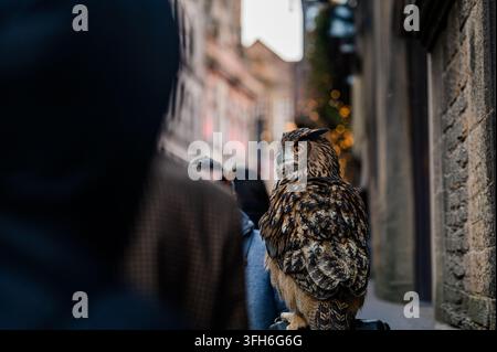 Eine Waldohreule sitzt ruhig zwischen Fußgängern in einer engen städtischen Straße, eingerahmt von alten Gebäuden und einer verschwommenen Menschenmenge im Vordergrund in einer lebhaften Stadtszene. Stockfoto