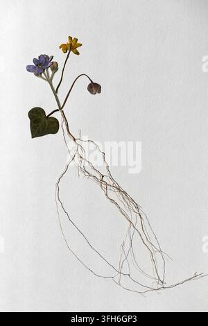 Botanische Flat Lay eines gepressten Efeublattes, einer lila Veilchenblüte, gelben Veilchens, einer Clematis-Knospe, Stängeln und freiliegender Wurzel, arrangiert auf strukturiertem weißem Papier. Stockfoto