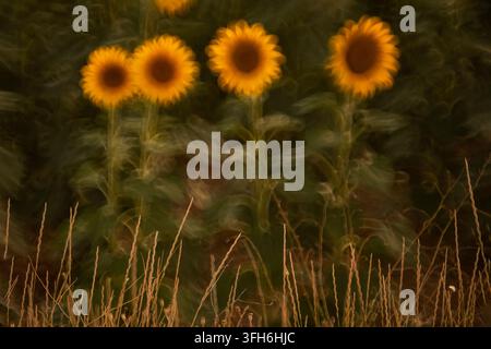 Goldene Sonnenblumen erheben sich über trockenes Wiesengras in einer verträumten Landschaft, eingefangen mit weichem Fokus und malerischer Bewegungsunschärfe für eine stimmungsvolle Feinsinnigkeit Stockfoto