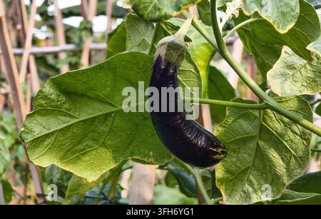 Frische violette Aubergine, die an einem Ast mit grünen Blättern in einem Bio-Garten wächst Stockfoto