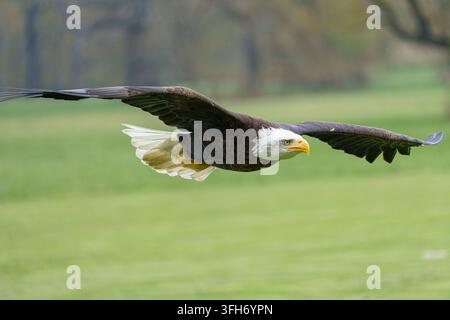Eine horizontale Nahaufnahme eines adulten Weißkopfseeadlers (Haliaeetus leucocephalus), der in aktivem Flug tief über eine grüne Grasfläche schwebt Stockfoto