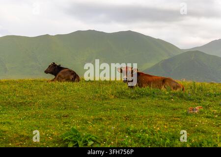 Zwei Kühe ruhen sich auf einer lebendigen grünen Wiese voller Wildblumen. Eine rötlich-braune Kuh schaut zum Betrachter, während die dunkelbraune Kuh liegt Stockfoto