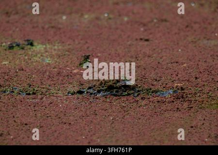 Alligator, der sich im Sumpf versteckt Stockfoto