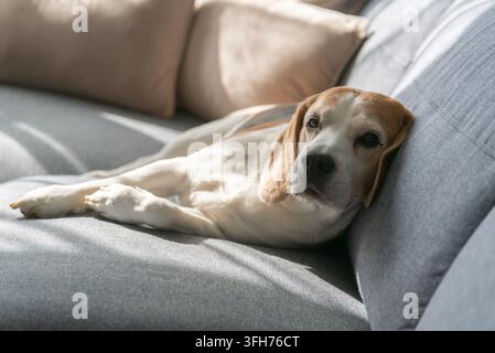 Ein schläfriger Beagle ruht bequem auf einem grauen Sofa, das in weiches natürliches Licht getaucht ist. Die friedliche häusliche Szene fängt einen gemütlichen Moment der Entspannung im Innenraum ein Stockfoto